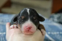 Reese, a male Bernedoodle and Miniature Bernedoodle for sale in Saint Joe, IN – Photo 1 of 4