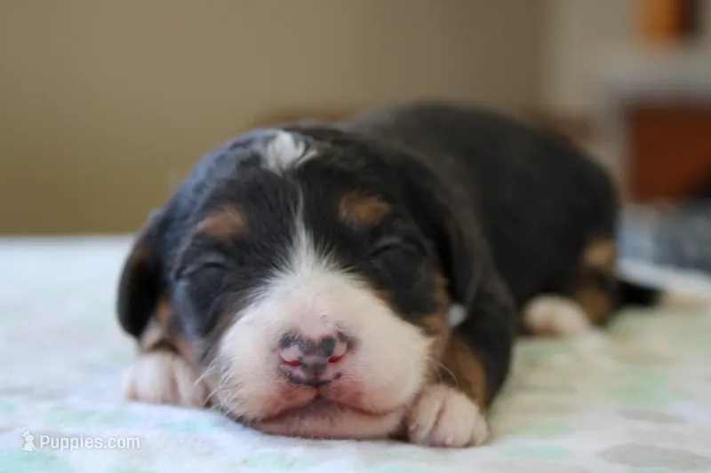 Reese – Bernedoodle, Miniature Bernedoodle puppy for sale in Saint Joe, IN