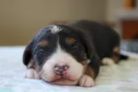 Reese, a male Bernedoodle and Miniature Bernedoodle for sale in Saint Joe, IN – 1 of 5