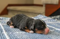 Reese, a male Bernedoodle and Miniature Bernedoodle for sale in Saint Joe, IN – Photo 4 of 4
