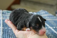 Reese, a male Bernedoodle and Miniature Bernedoodle for sale in Saint Joe, IN – Photo 2 of 4
