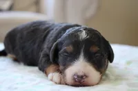 Reese, a male Bernedoodle and Miniature Bernedoodle for sale in Saint Joe, IN – 3 of 5