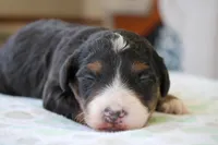 Reese, a male Bernedoodle and Miniature Bernedoodle for sale in Saint Joe, IN – 5 of 5