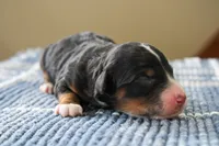Reese, a male Bernedoodle and Miniature Bernedoodle for sale in Saint Joe, IN – Photo 3 of 4