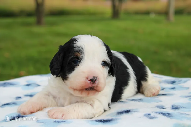 Tilly – Miniature Bernedoodle puppy for sale in Saint Joe, IN