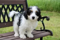 Skye , a female Miniature Bernedoodle for sale in Saint Joe, IN – 8 of 10