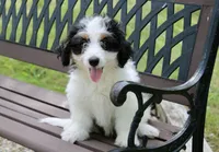 Skye , a female Miniature Bernedoodle for sale in Saint Joe, IN – 5 of 10