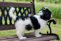 Skye , a female Miniature Bernedoodle for sale in Saint Joe, IN – 10 of 10