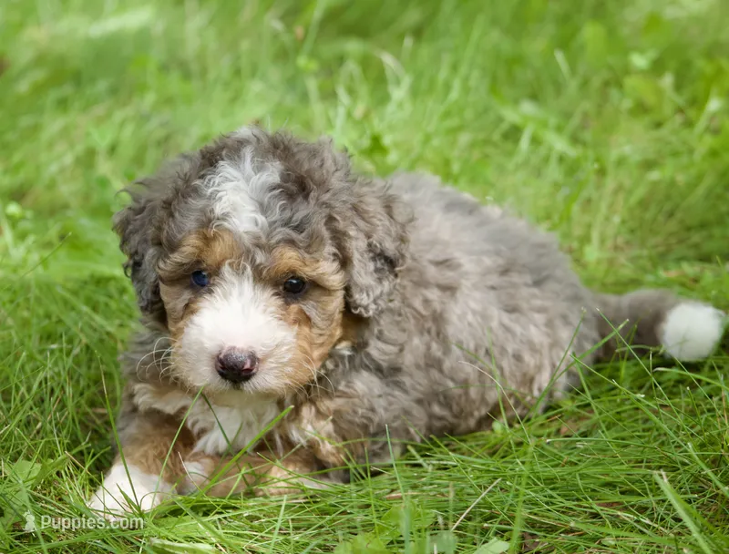 Simba  – Miniature Bernedoodle puppy for sale in Saint Joe, IN