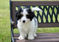 Skye , a female Miniature Bernedoodle for sale in Saint Joe, IN – 9 of 10