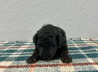 Nemo , a male Poodle - Miniature  for sale in Saint Joe, IN – Photo 4 of 8