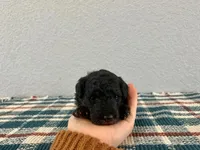 Nemo , a male Poodle - Miniature  for sale in Saint Joe, IN – Photo 2 of 8