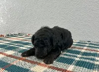 Nemo , a male Poodle - Miniature  for sale in Saint Joe, IN – Photo 5 of 8