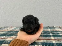 Nemo , a male Poodle - Miniature  for sale in Saint Joe, IN – Photo 1 of 8