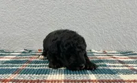 Nemo , a male Poodle - Miniature  for sale in Saint Joe, IN – Photo 3 of 8