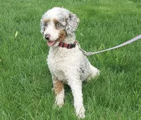 Nemo , a male Poodle - Miniature  for sale in Saint Joe, IN – Photo 7 of 8