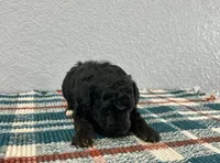 Nemo , a male Poodle - Miniature  for sale in Saint Joe, IN – Photo 6 of 8