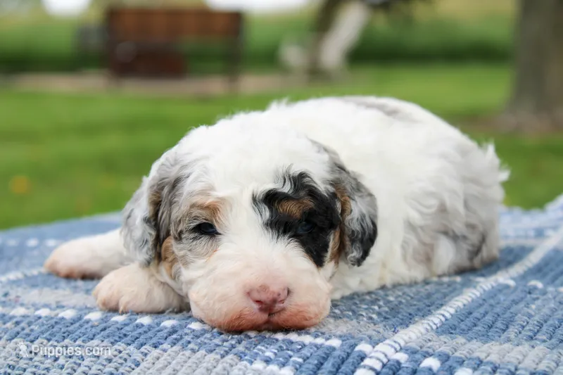 Tessie – Miniature Bernedoodle puppy for sale in Saint Joe, IN