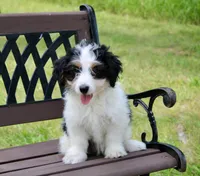 Skye , a female Miniature Bernedoodle for sale in Saint Joe, IN – 6 of 10
