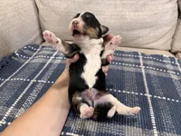 Phoenix, a male Miniature Bernedoodle for sale in Saint Joe, IN – Photo 2 of 5