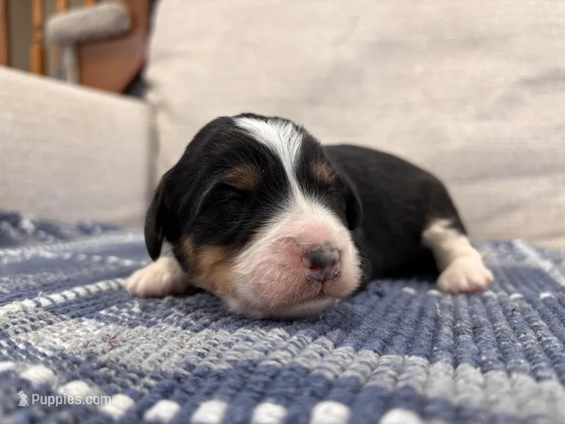 Phoenix – Miniature Bernedoodle puppy for sale in Saint Joe, IN