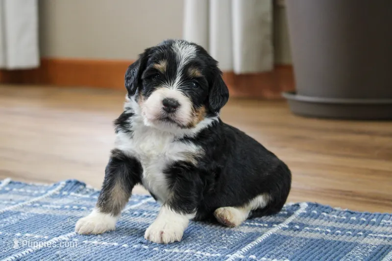 Phoenix – Miniature Bernedoodle puppy for sale in Saint Joe, IN