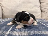 Phoenix, a male Miniature Bernedoodle for sale in Saint Joe, IN – Photo 4 of 5