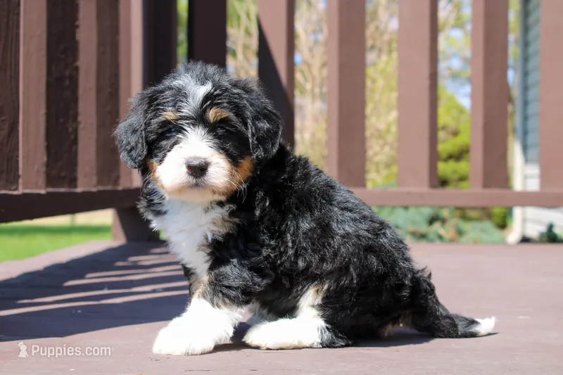 Phoenix – Miniature Bernedoodle puppy for sale in Saint Joe, IN