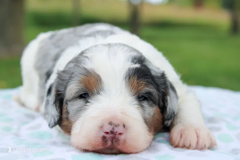 Teagan – Miniature Bernedoodle puppy for sale in Saint Joe, IN