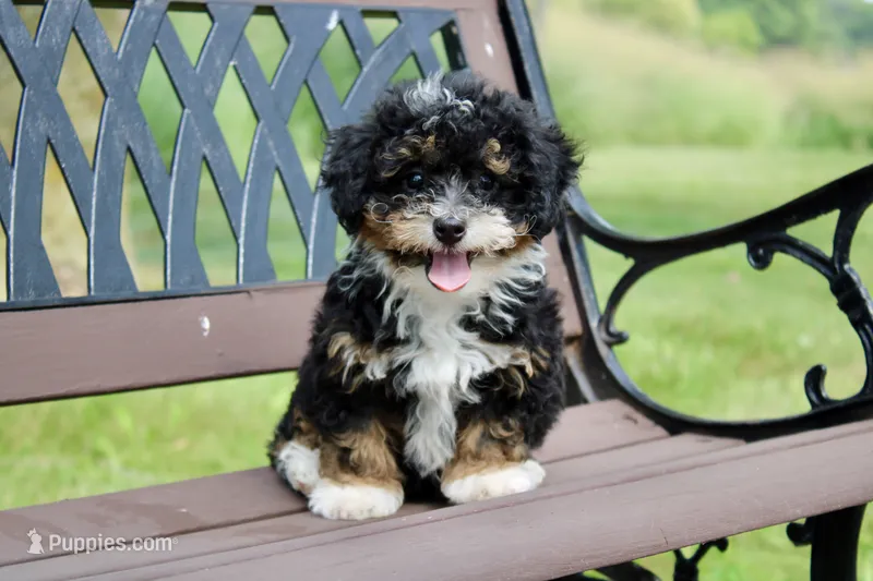 Sadie – Miniature Bernedoodle puppy for sale in Saint Joe, IN