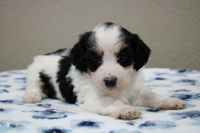 Skye  – Miniature Bernedoodle puppy for sale in Saint Joe, IN