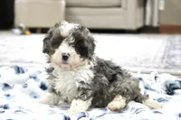 Ramsey, a male Bernedoodle and Miniature Bernedoodle for sale in Saint Joe, IN – 4 of 10