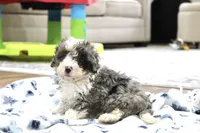Ramsey, a male Bernedoodle and Miniature Bernedoodle for sale in Saint Joe, IN – 2 of 10