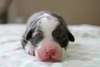 Ramsey, a male Bernedoodle and Miniature Bernedoodle for sale in Saint Joe, IN – Photo 2 of 5