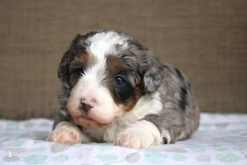 Ramsey – Bernedoodle, Miniature Bernedoodle puppy for sale in Saint Joe, IN