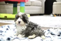 Ramsey, a male Bernedoodle and Miniature Bernedoodle for sale in Saint Joe, IN – 6 of 10