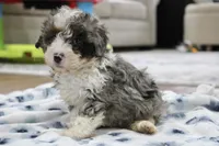 Ramsey, a male Bernedoodle and Miniature Bernedoodle for sale in Saint Joe, IN – 7 of 10