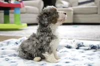 Ramsey, a male Bernedoodle and Miniature Bernedoodle for sale in Saint Joe, IN – 3 of 10