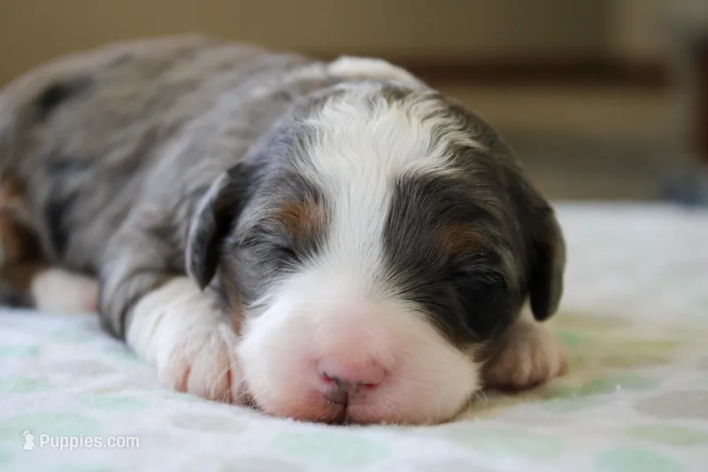 Ramsey – Bernedoodle, Miniature Bernedoodle puppy for sale in Saint Joe, IN