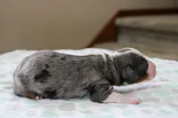 Ramsey, a male Bernedoodle and Miniature Bernedoodle for sale in Saint Joe, IN – Photo 3 of 5