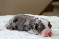 Ramsey, a male Bernedoodle and Miniature Bernedoodle for sale in Saint Joe, IN – Photo 4 of 5