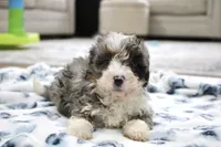 Ramsey, a male Bernedoodle and Miniature Bernedoodle for sale in Saint Joe, IN – 8 of 10