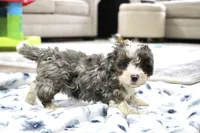 Ramsey, a male Bernedoodle and Miniature Bernedoodle for sale in Saint Joe, IN – 9 of 10