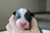 Ramsey, a male Bernedoodle and Miniature Bernedoodle for sale in Saint Joe, IN – Photo 5 of 5