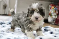 Ramsey, a male Bernedoodle and Miniature Bernedoodle for sale in Saint Joe, IN – 10 of 10