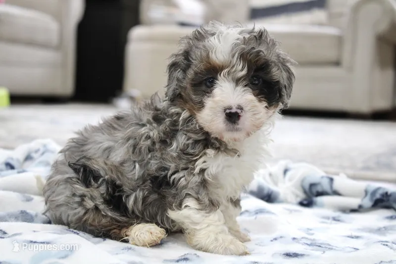 Ramsey, a male Bernedoodle and Miniature Bernedoodle for sale in Saint Joe, IN – 1 of 10