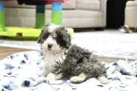 Ramsey, a male Bernedoodle and Miniature Bernedoodle for sale in Saint Joe, IN – 5 of 10