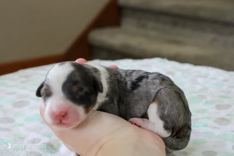 Ramsey – Bernedoodle, Miniature Bernedoodle puppy for sale in Saint Joe, IN