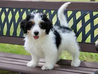 Skye , a female Miniature Bernedoodle for sale in Saint Joe, IN – 2 of 10