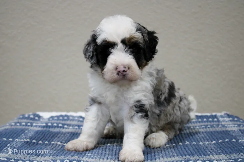 Scottie – Miniature Bernedoodle puppy for sale in Saint Joe, IN
